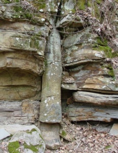 Fossil of a tree