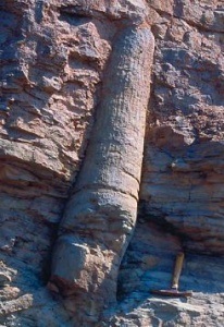 Fossil of a tree