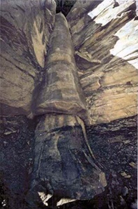 Fossil of a tree
