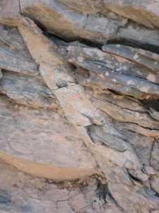 Fossil of a tree