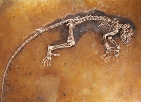 Fossil of a kind of half-monkey