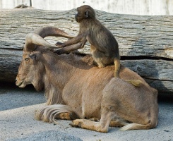 Monkey on back