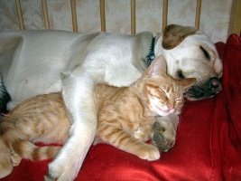 Friendship dog and cat