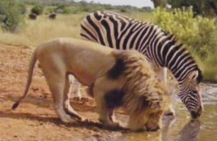 Lion and zebra