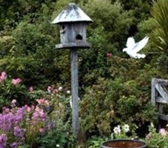 Flying to the dovecote