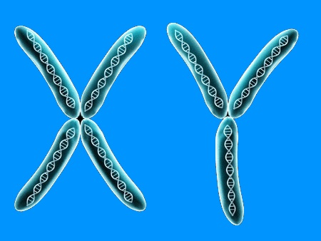 The genes in an X- and an Y-chromosome