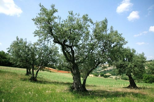 Olive trees