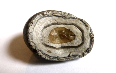 Fossil stone