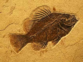 Fossil of a fish