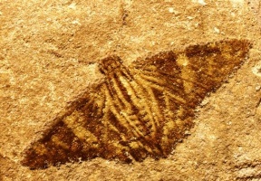 Fossil of a butterfly